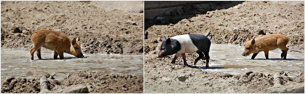 die drei kleinen (Wasser-)schweinchen