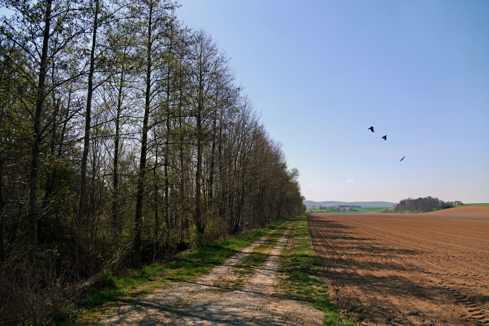 Die drei Krähen