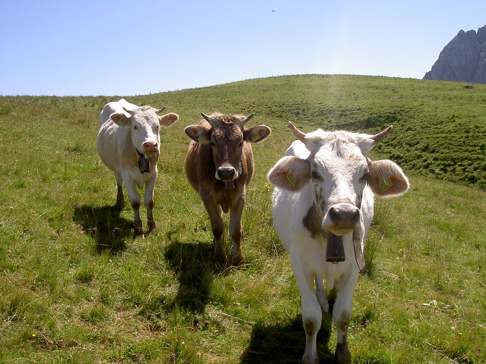 Die drei Mädels von der Alm