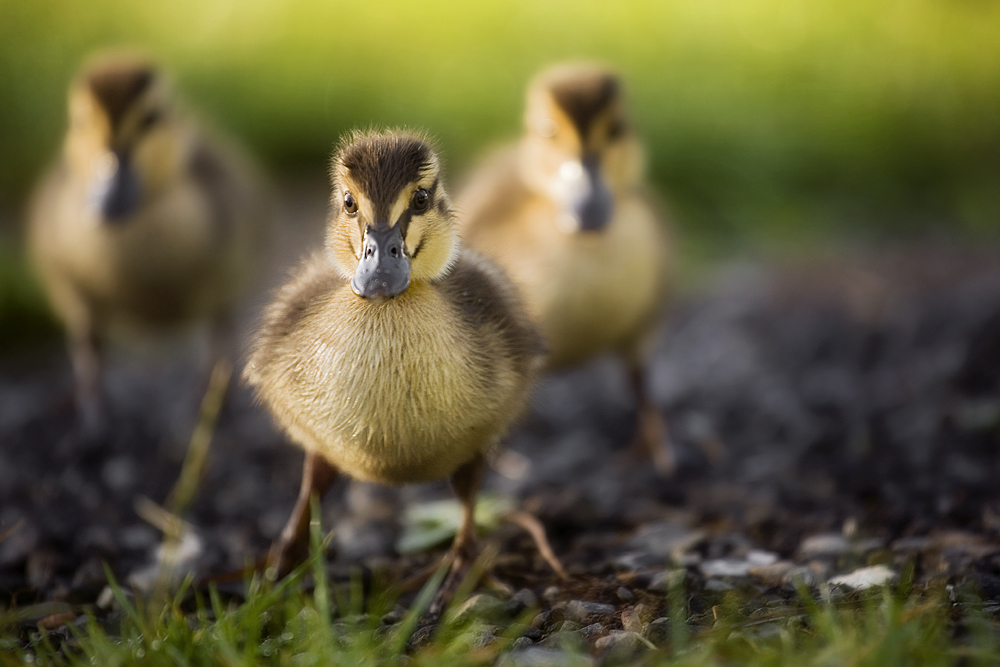 Die drei Muskeltiere