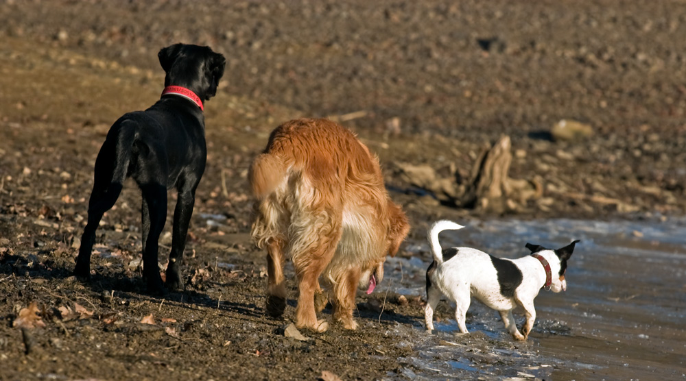 Die Drei Musketiere :-)