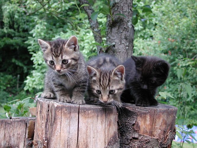 die drei musketiere