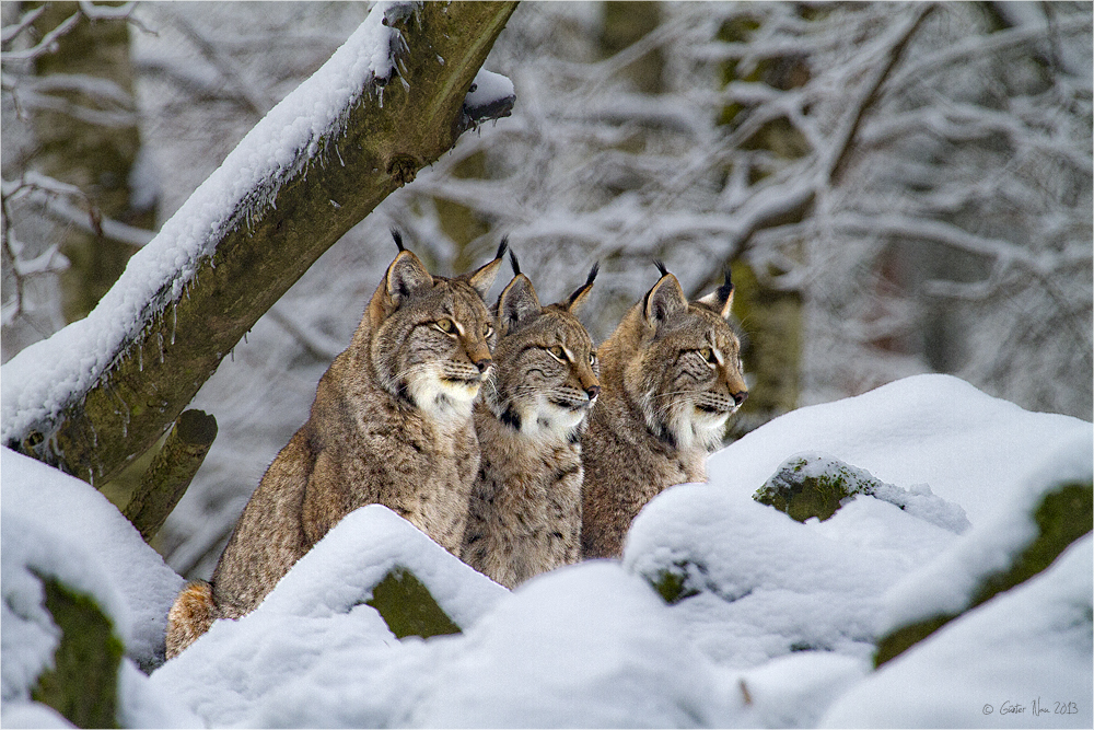 Die drei Musketiere