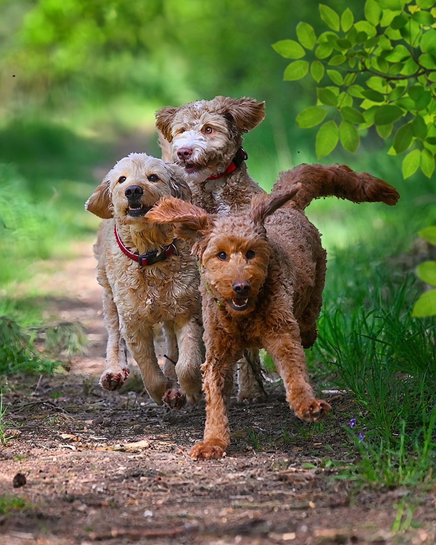 Die drei Musketiere