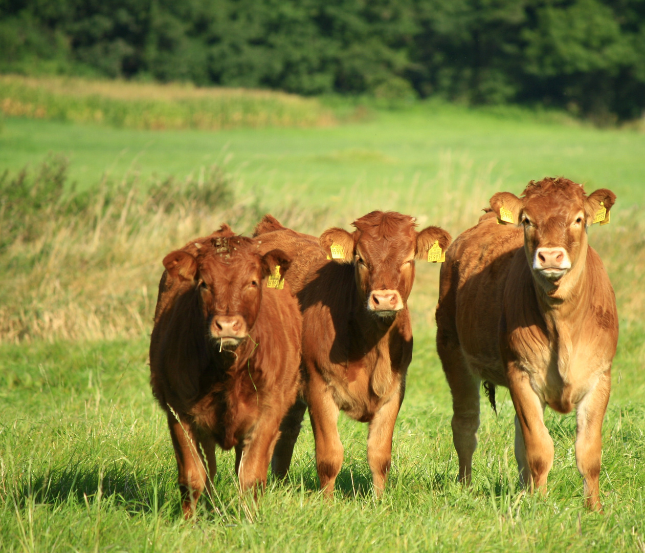 die drei Musketiere