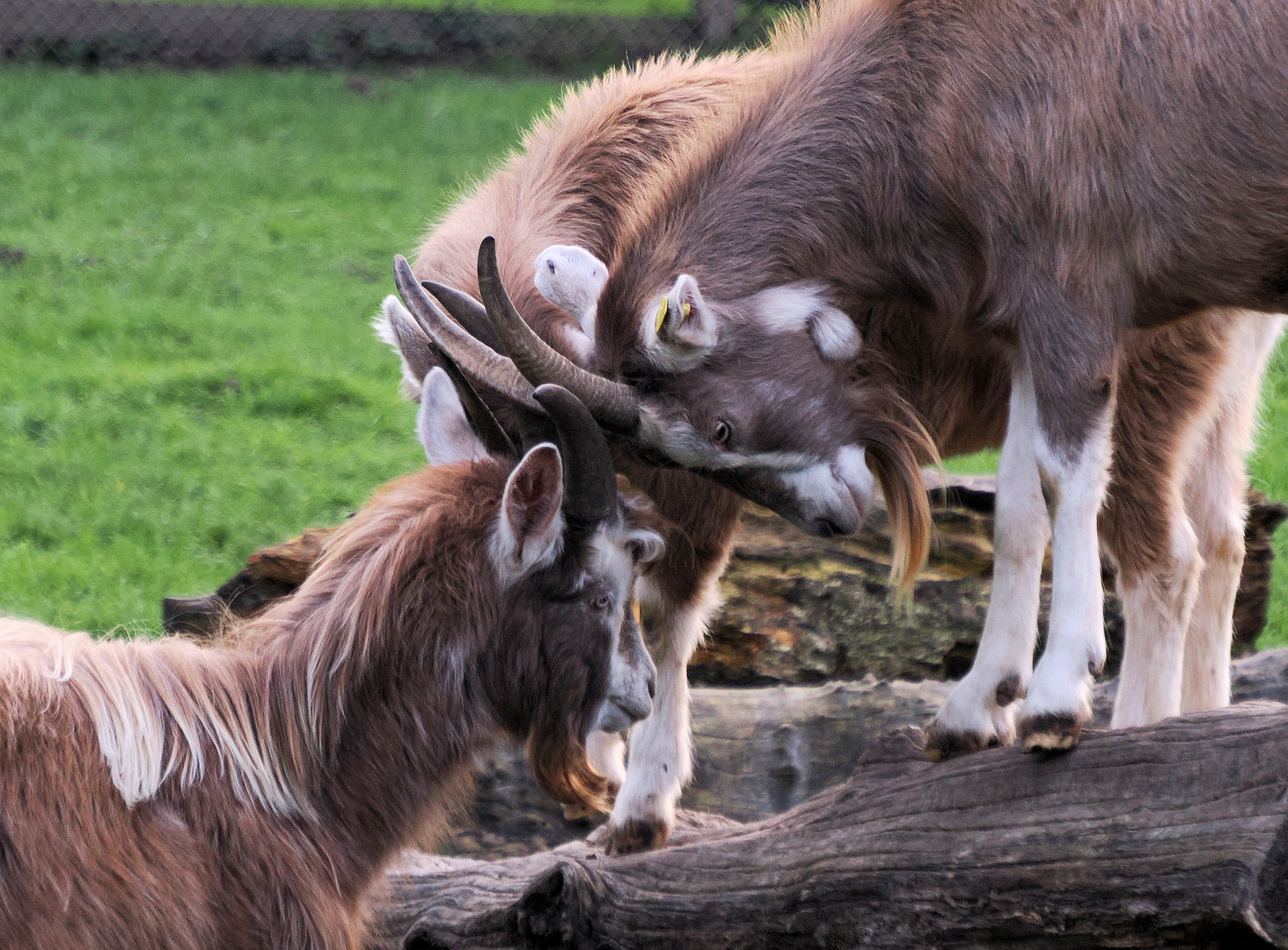 Die drei Musketiere…