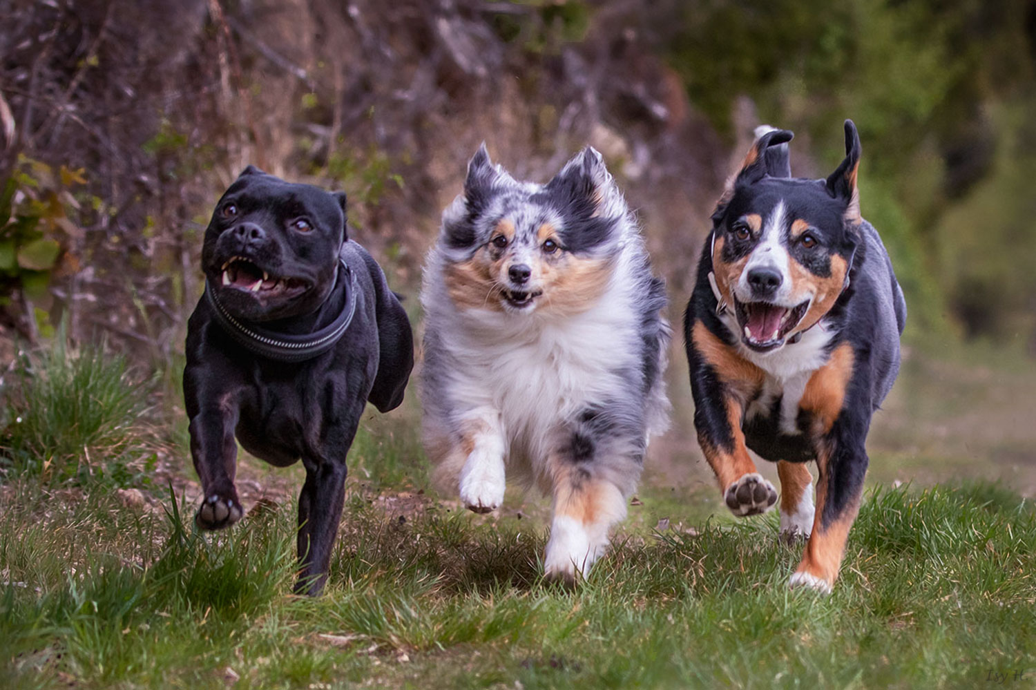 Die drei Musketiere