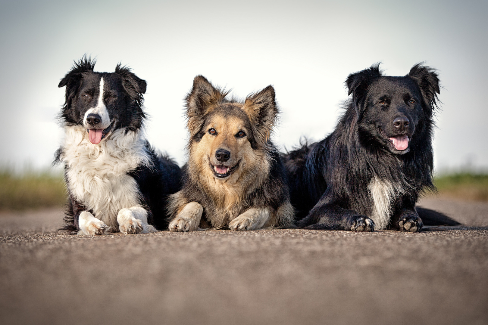 Die drei Musketiere...