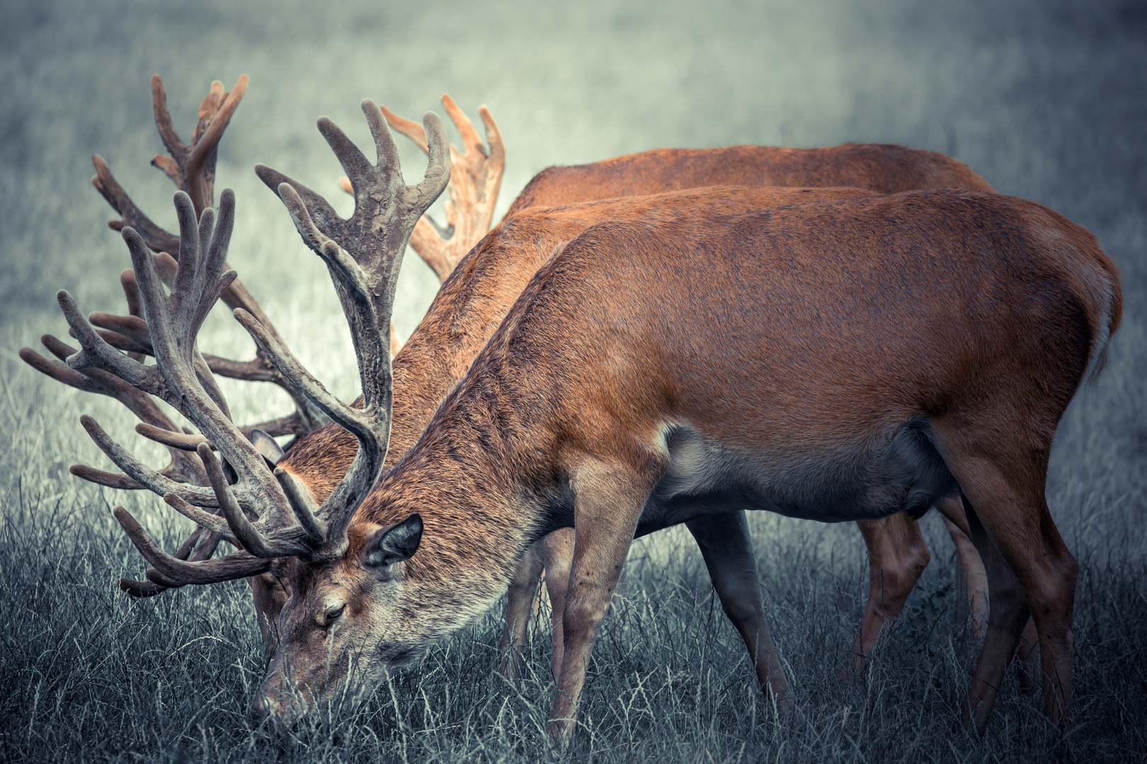 Die drei Musketiere im Morgengrauen