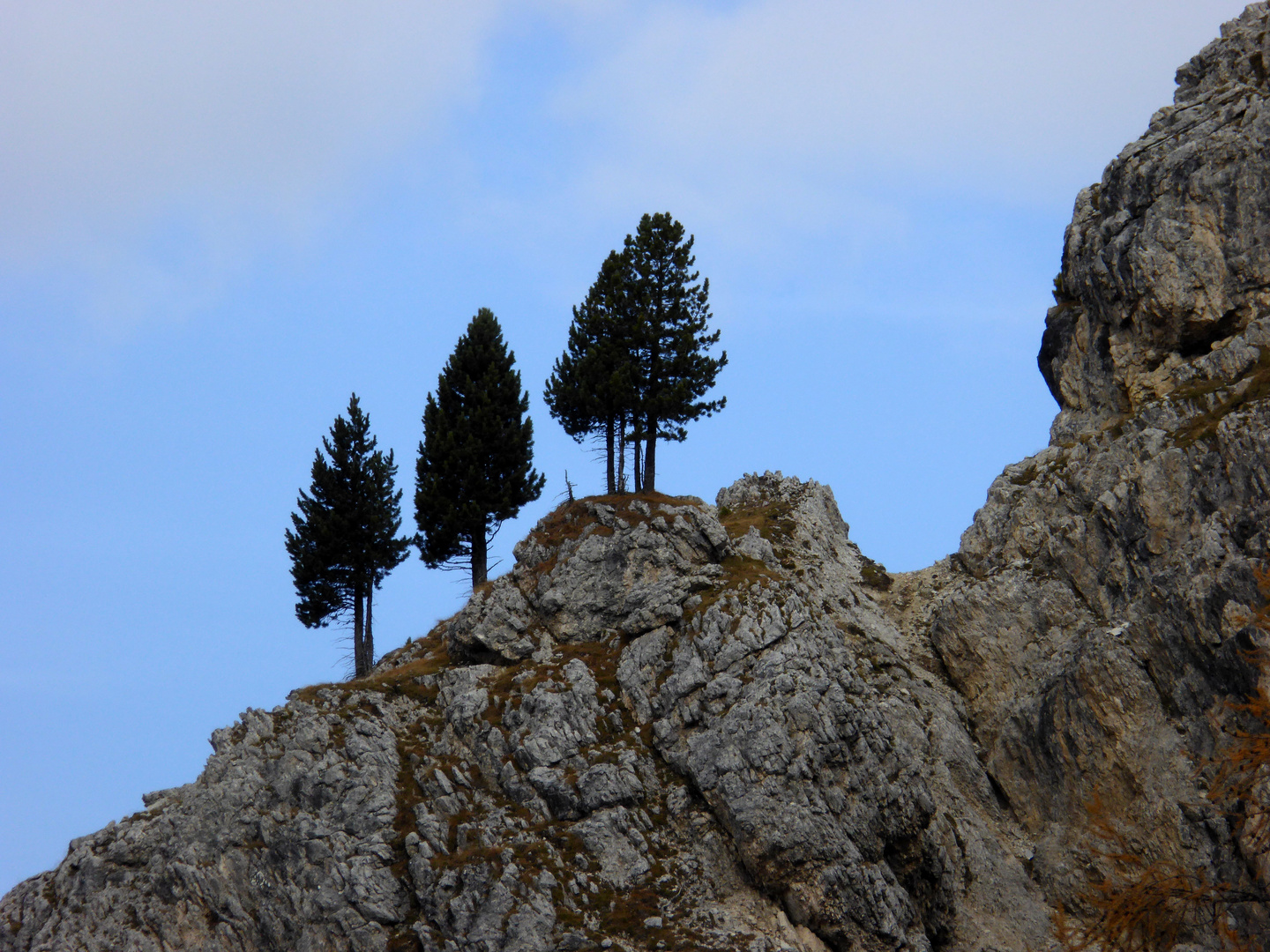 Die drei Musketiere oder Bäume im Felsgebirge