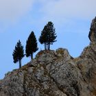 Die drei Musketiere oder Bäume im Felsgebirge