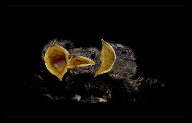 Die drei Nachwuchs Tenöre