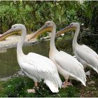 Die drei Pelikane