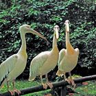 Die Drei Pelikane