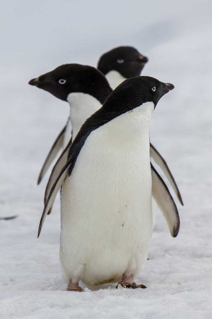Die Drei Pinguine