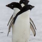 Die Drei Pinguine