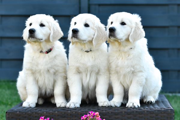 31 Bilder Von Hundebabys Besten Bilder Von Ausmalbilder