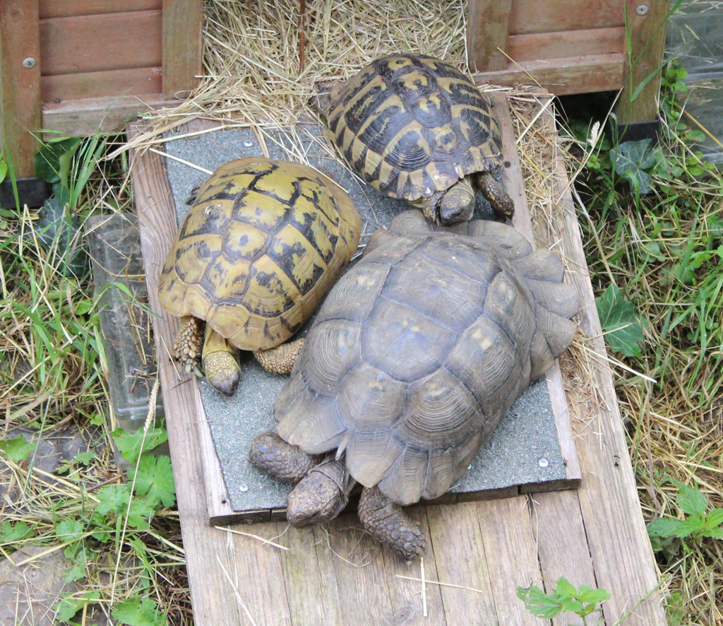  Die drei Rabauken  Der Lange, Fleck und Tilly