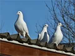 Die drei Schönen