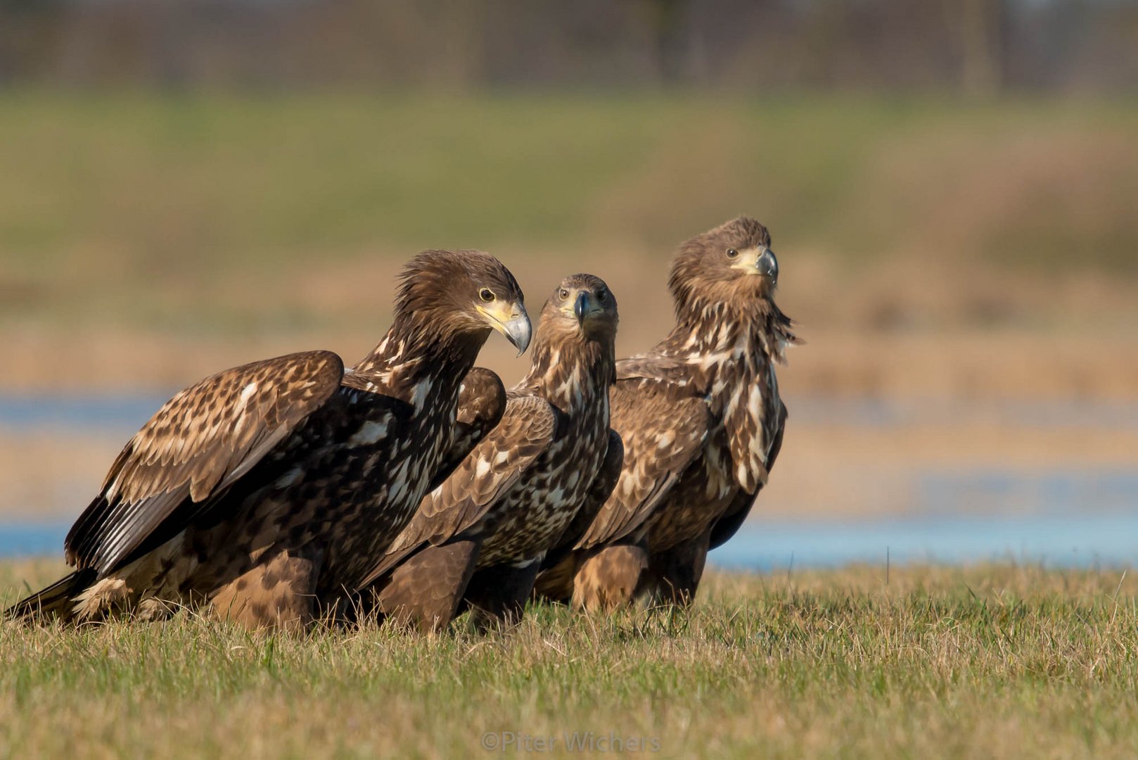 Die drei Seeadler genießen die Sonne.