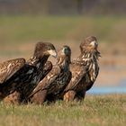 Die drei Seeadler genießen die Sonne.