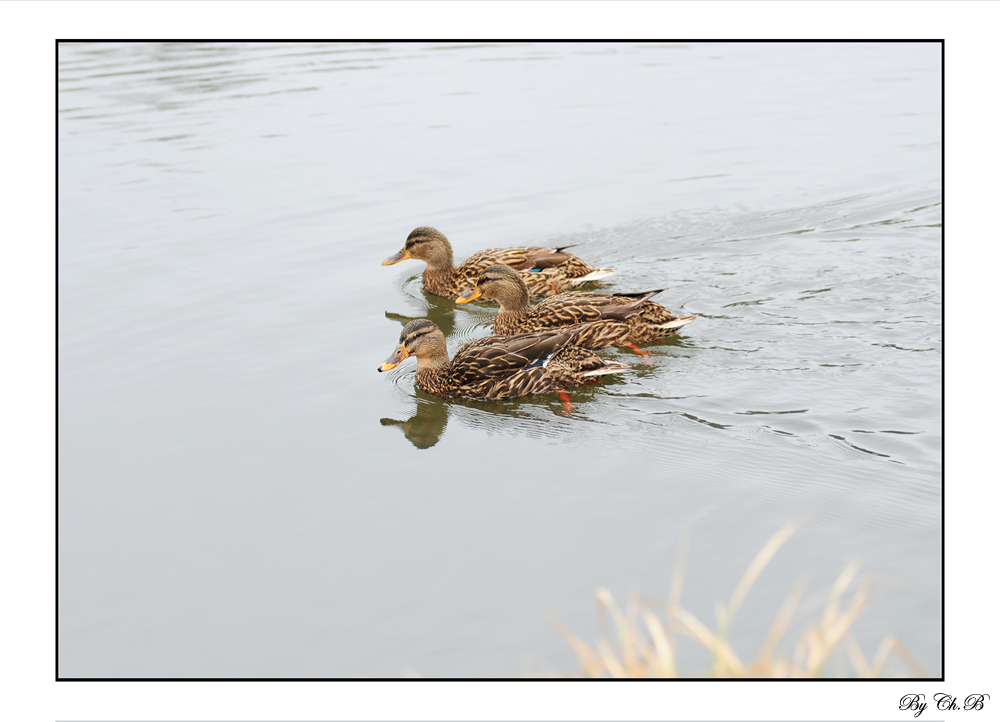 Die drei Sonntags-Enten