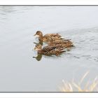 Die drei Sonntags-Enten