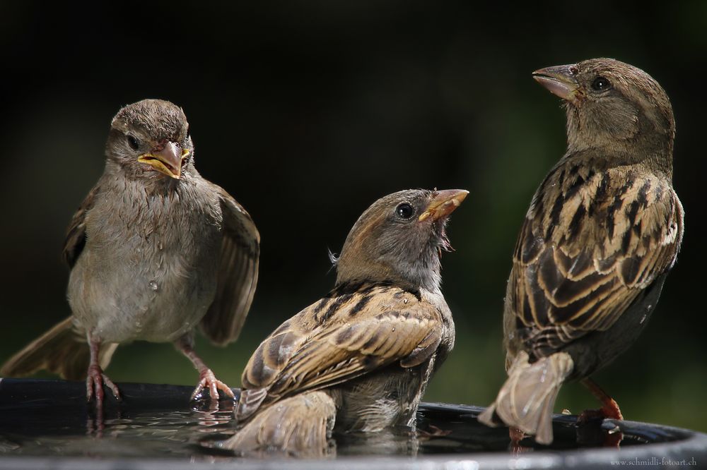 &ldquo;Die drei Spatzen&rdquo; Foto & Bild | tiere, wildlife, wild lebende vögel