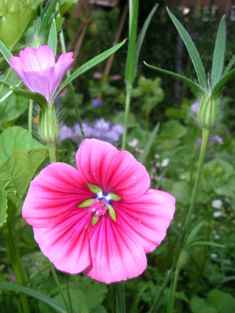 die drei stadien der Blüte in einem Bild