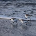 Die drei Strandläufer