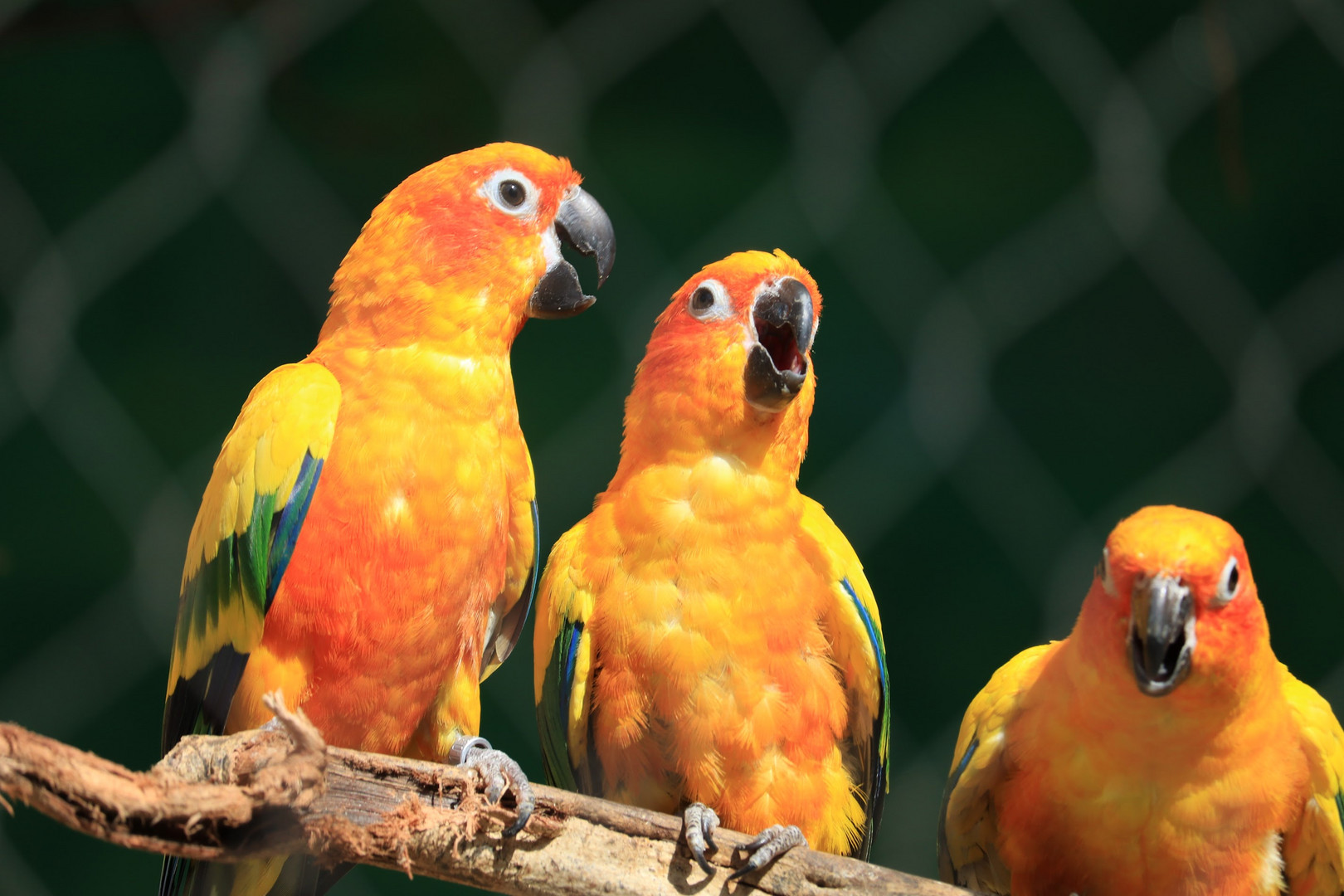 Die drei Tenöre Foto & Bild natur, zoo, tiere Bilder auf Die drei Tenöre Foto & Bild natur, zoo, tiere Bilder auf