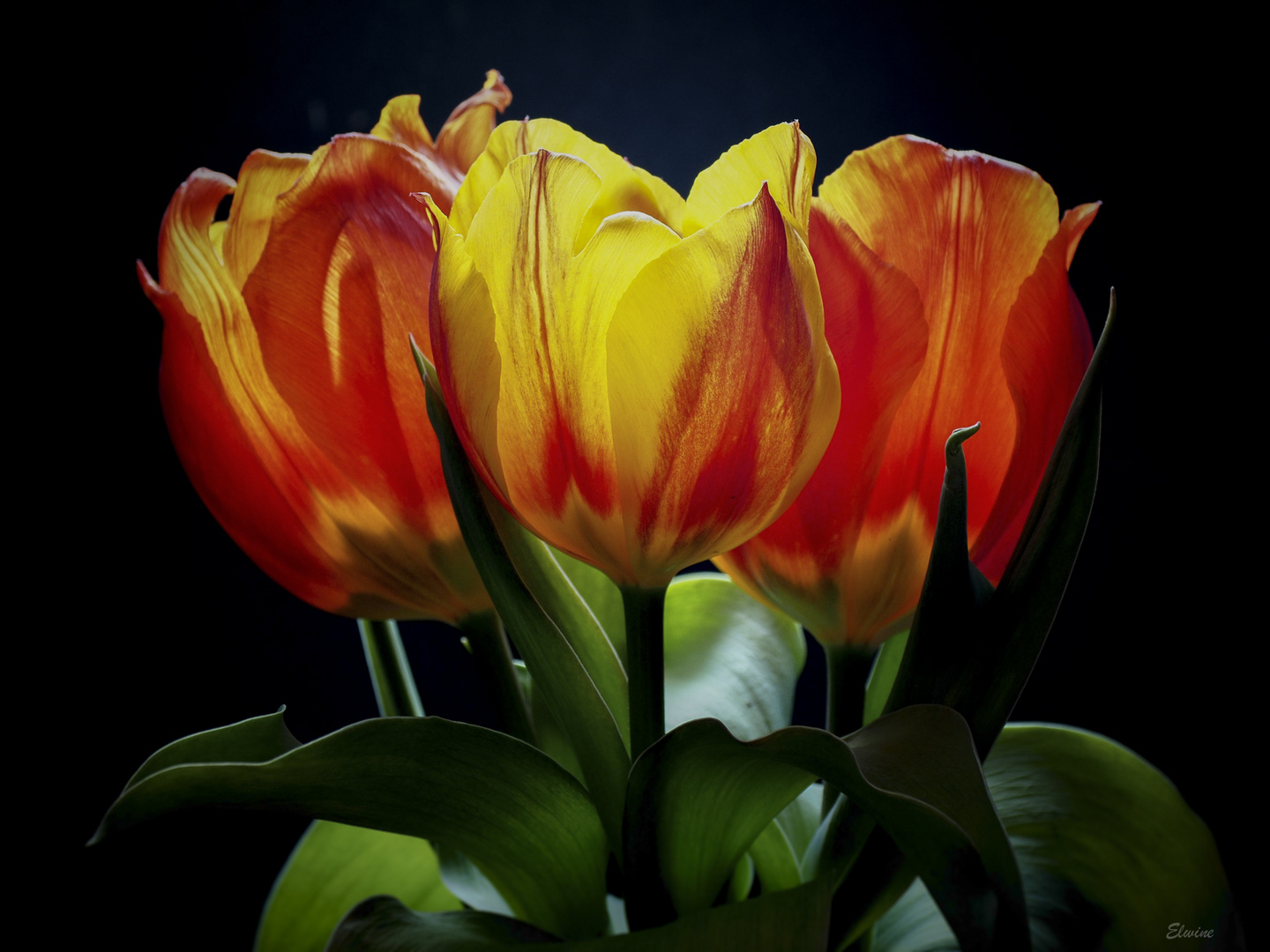 Die drei Tulpen