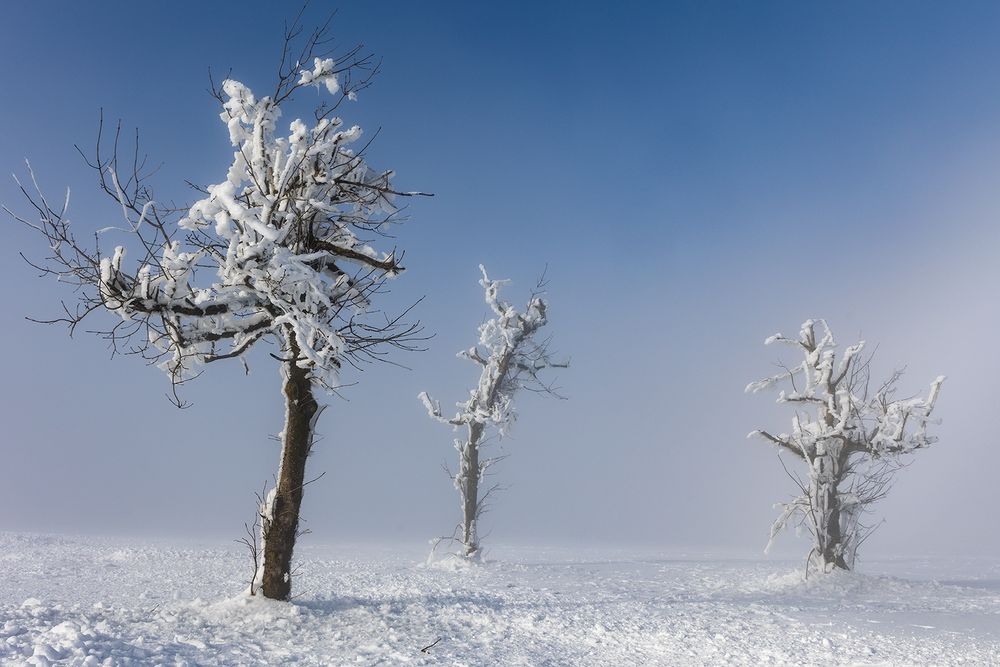 die Drei und der Nebel