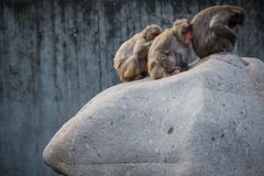 Die drei vom Felsblock