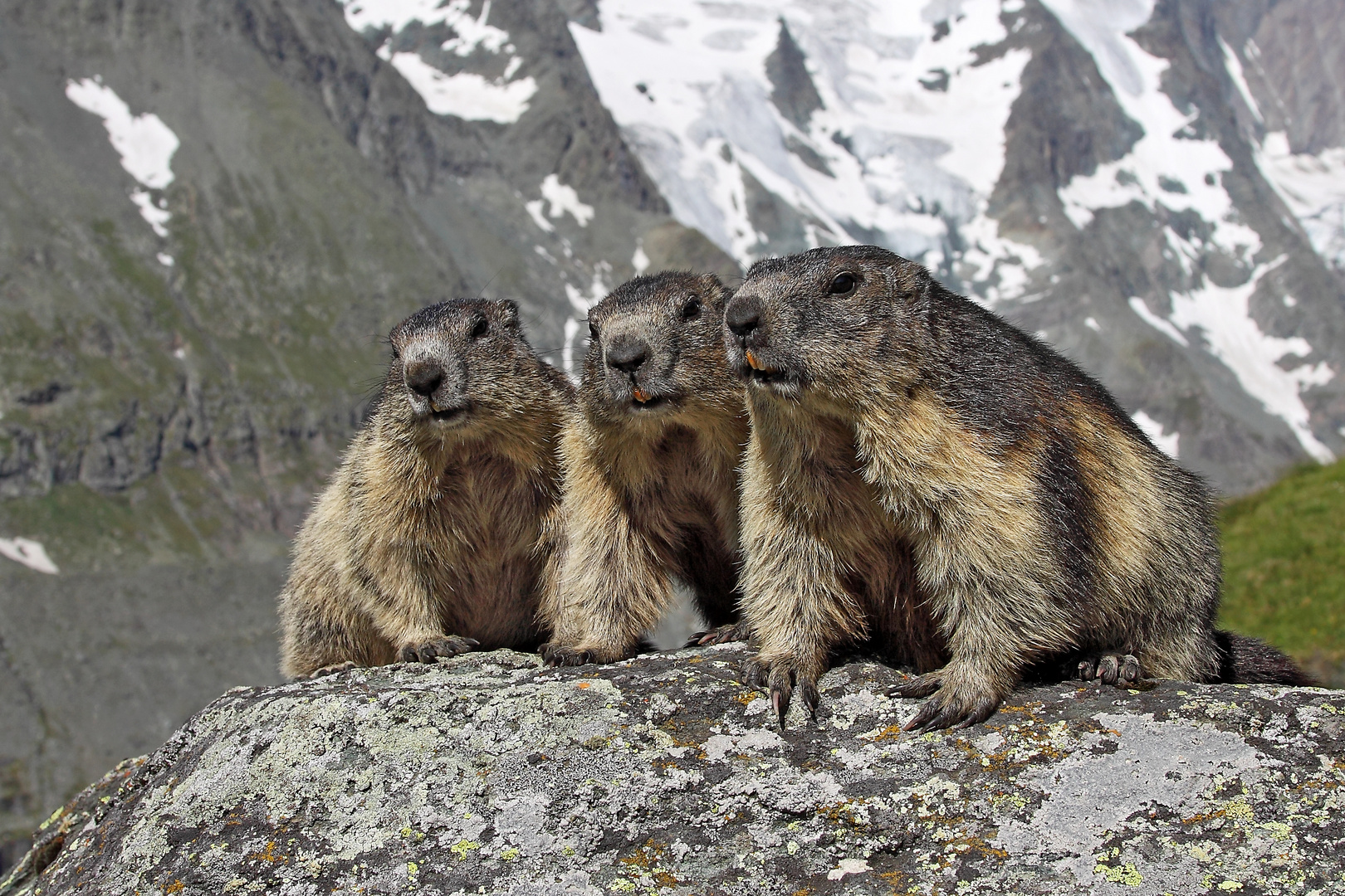 DIE DREI VOM GLOCKNER