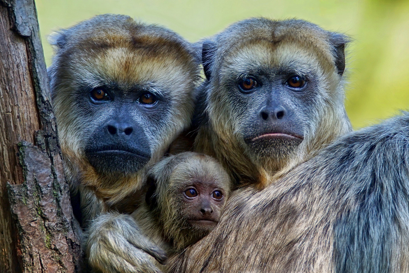 Die drei vom Leipziger Zoo