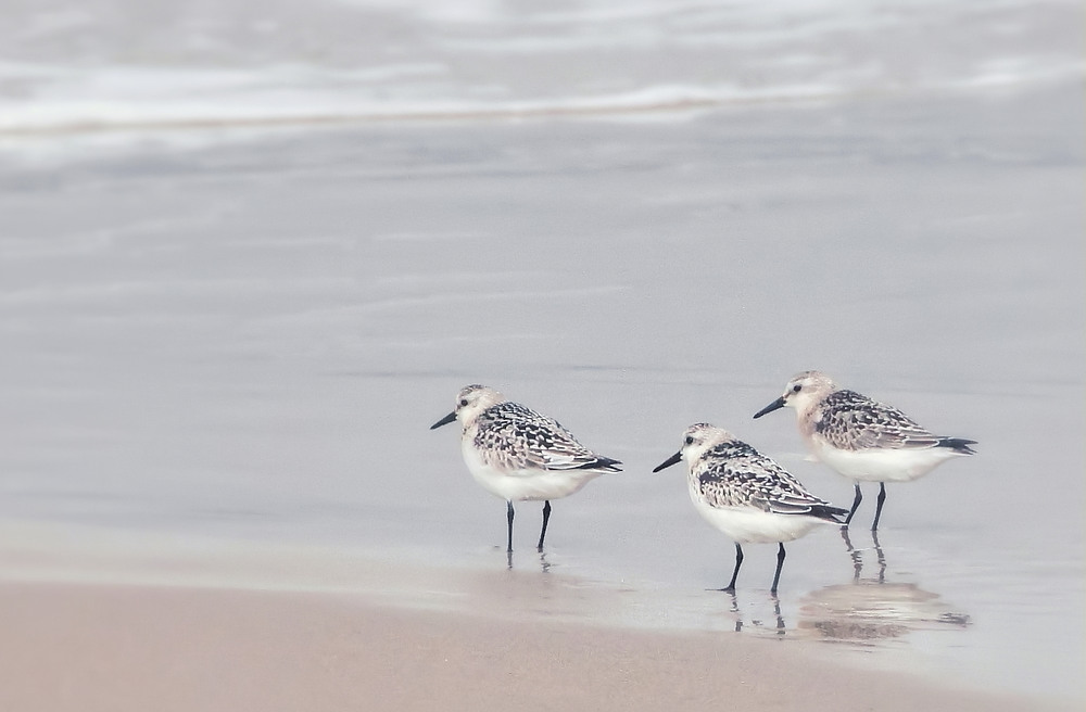 Die drei vom Nordseestrand