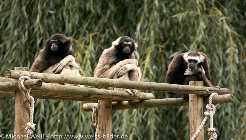 die Drei vom Opelzoo