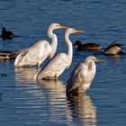 Die drei vom Stausee...( Silberreiher - Ardea alba) 