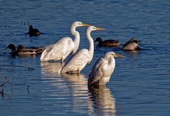 Die drei vom Stausee...( Silberreiher - Ardea alba) 