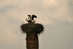 die DREI vom Storchennest 2014