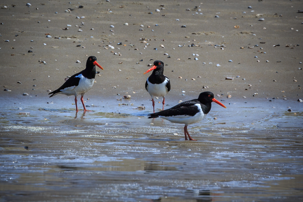 Die drei vom Strand