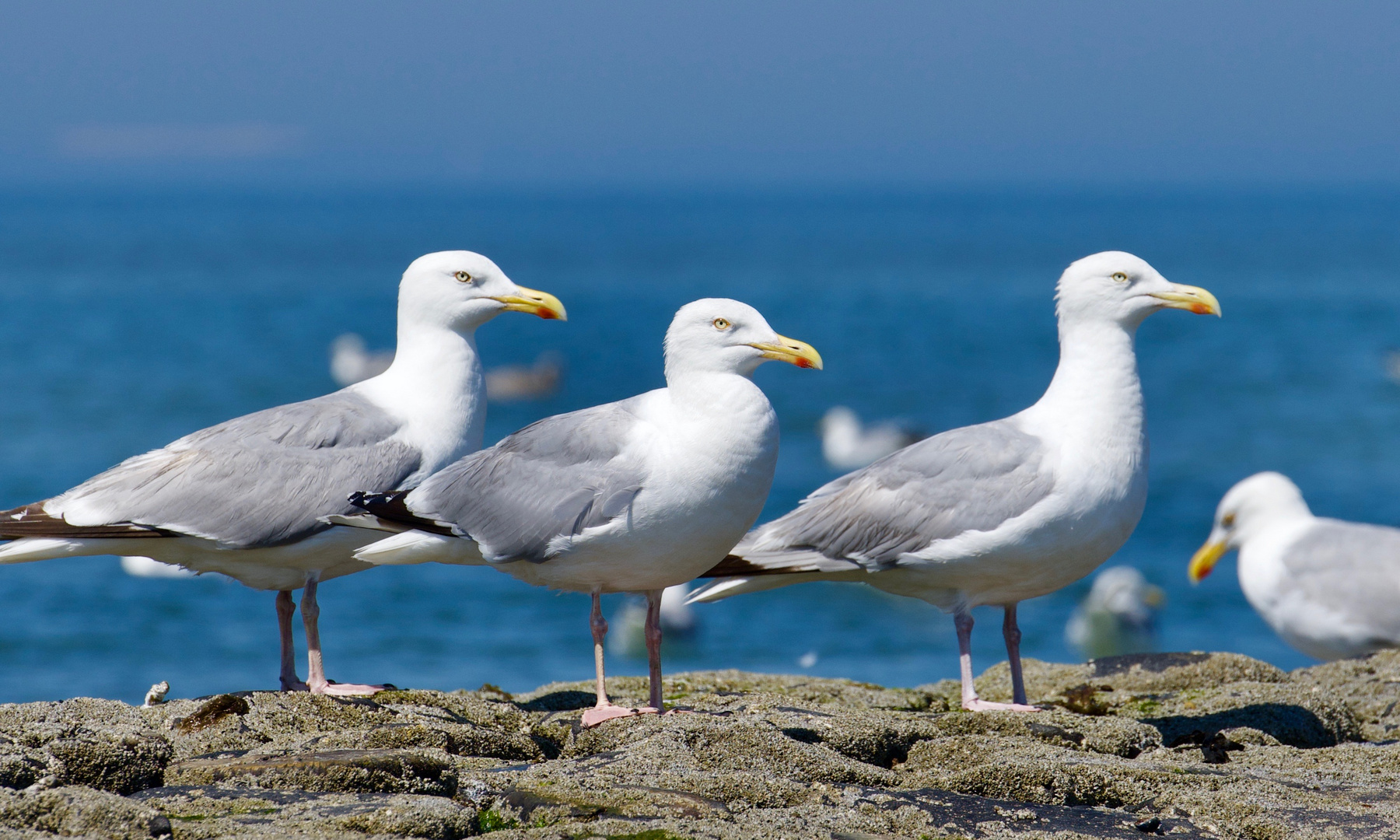 Die drei vom Strand