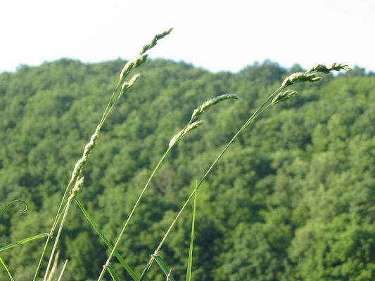 Die drei vom Wegrand