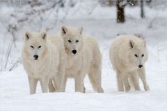 [ Die drei vom Wolfsgehege... ]