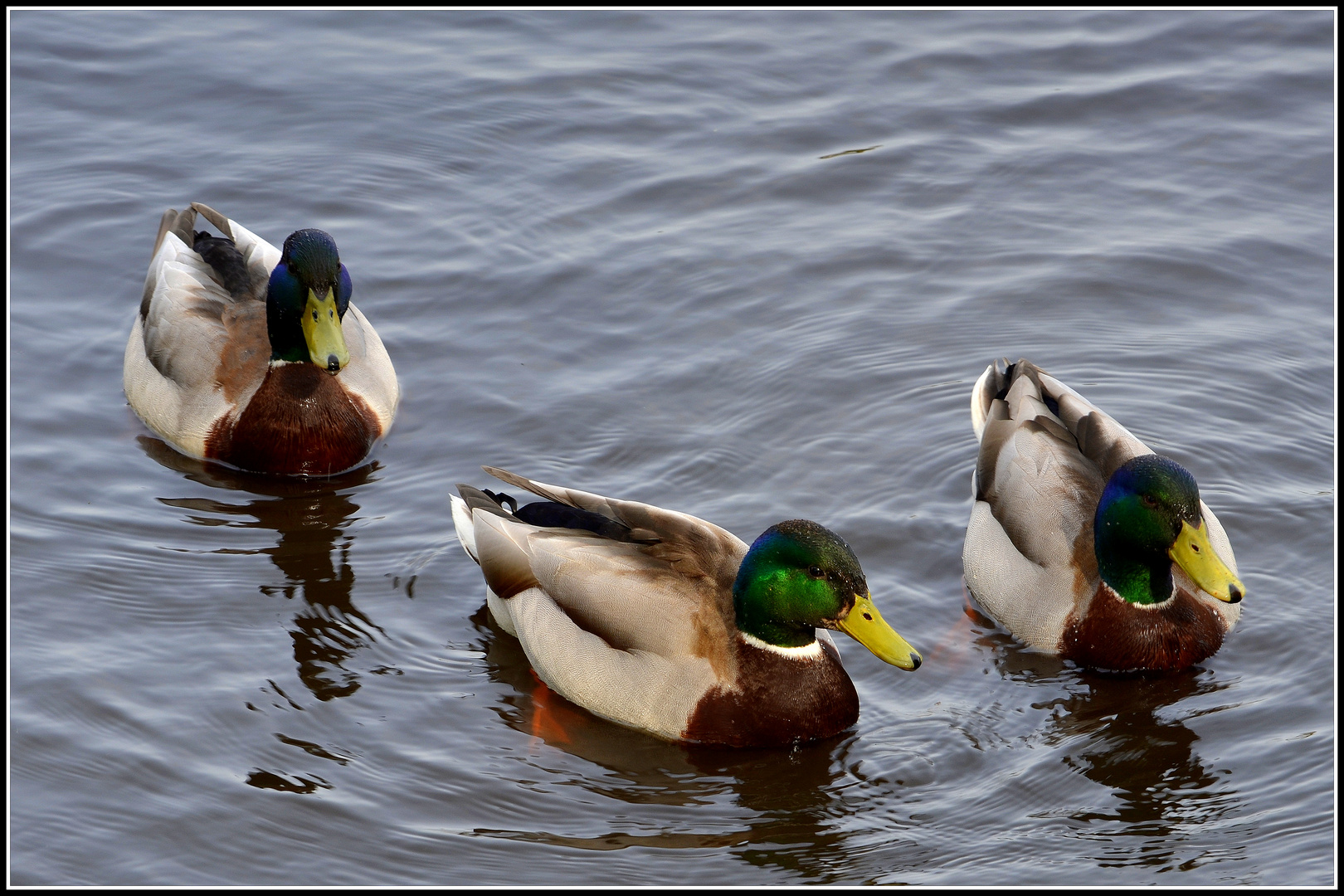 * Die Drei von der Alster *