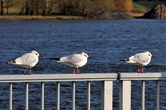 die drei von der Elbe