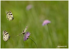 die drei von der frühlingswiese.....