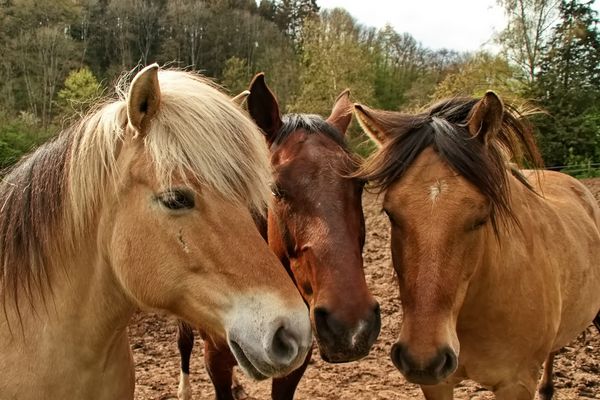 Die Drei von der Koppel