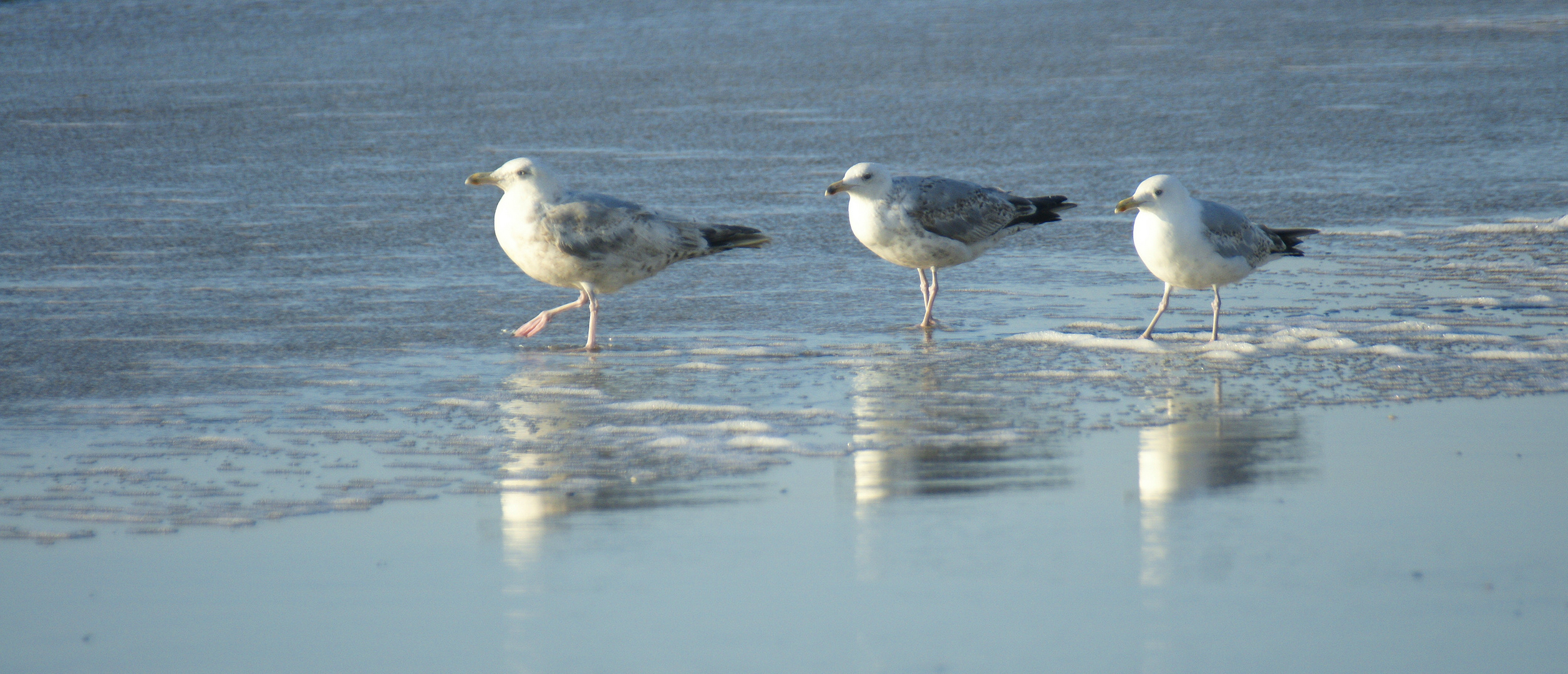 Die drei von der Nordsee